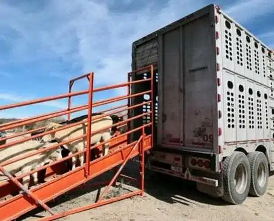 Ganado
